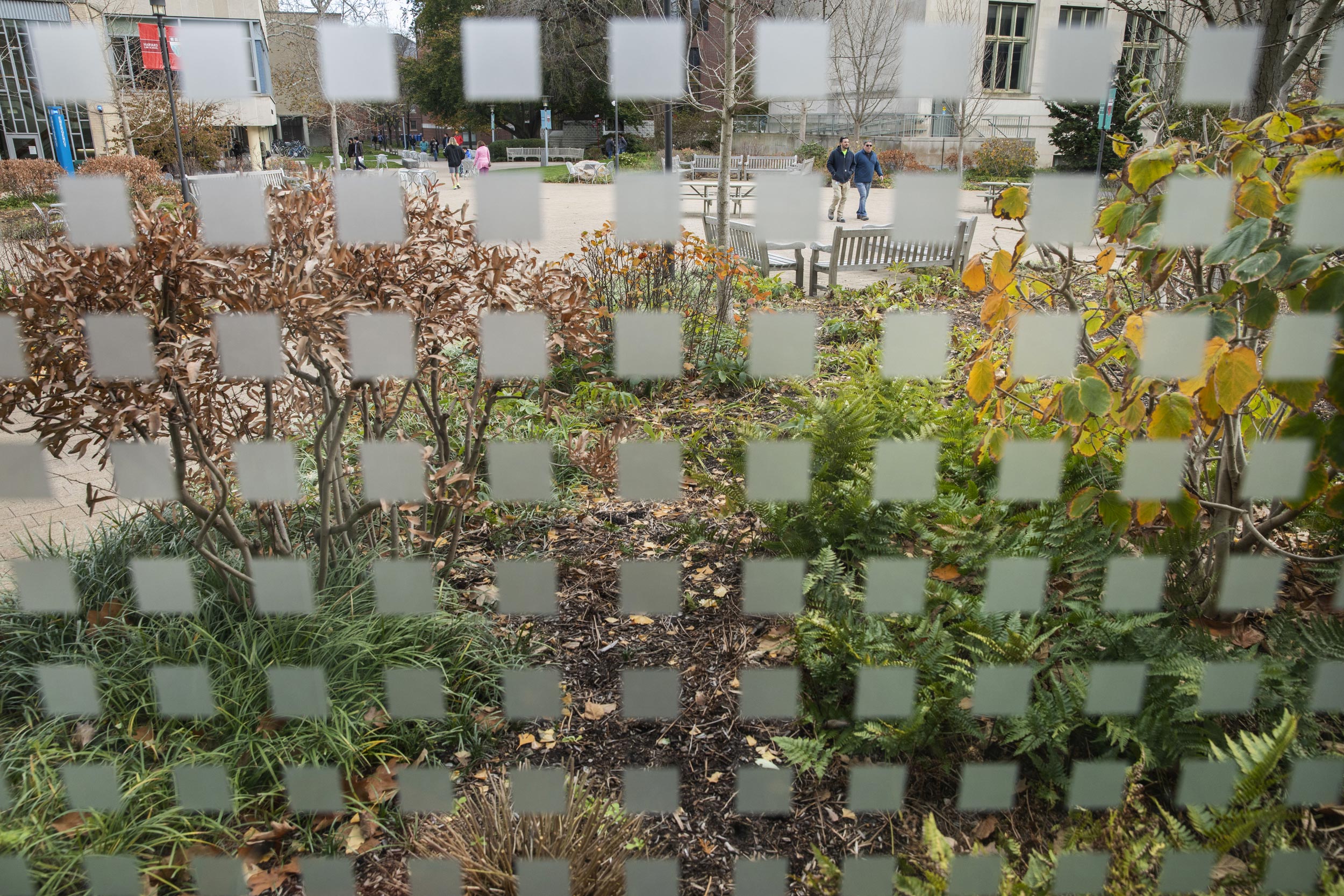 Frosted squares on Pound Hall windows give Harkness Commons and Langdell Library a collage effect.