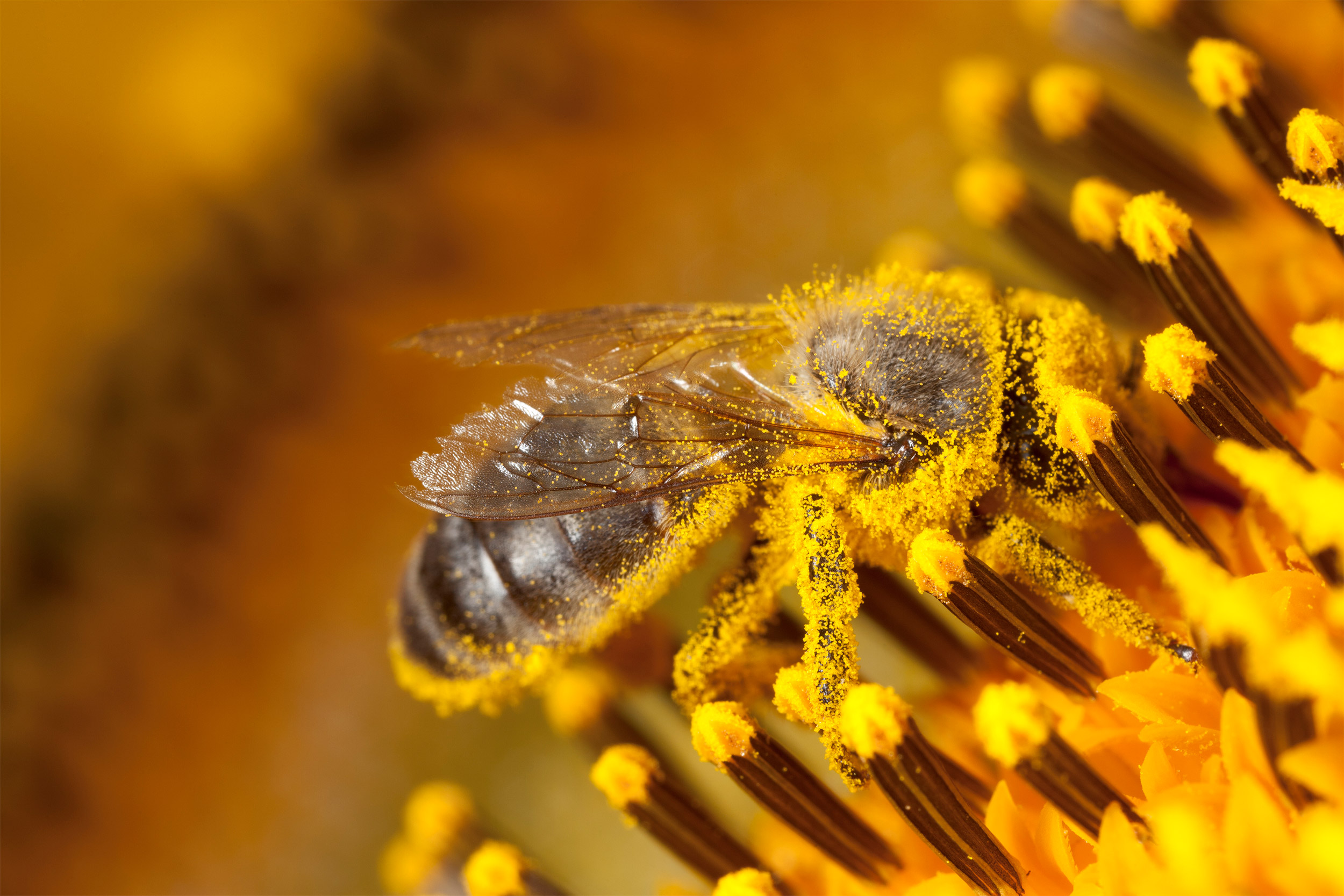 Bee collecting pollen.