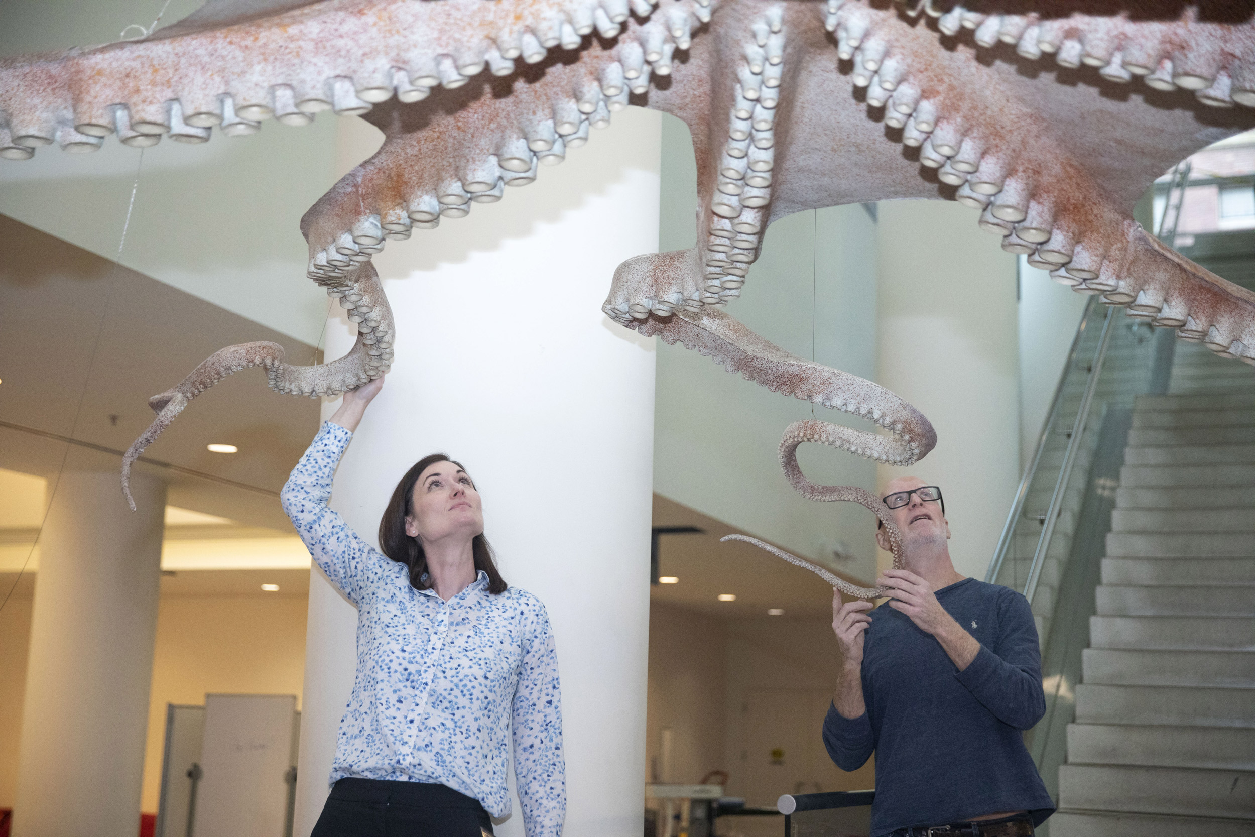 Giant Pacific octopus hanging from celing.