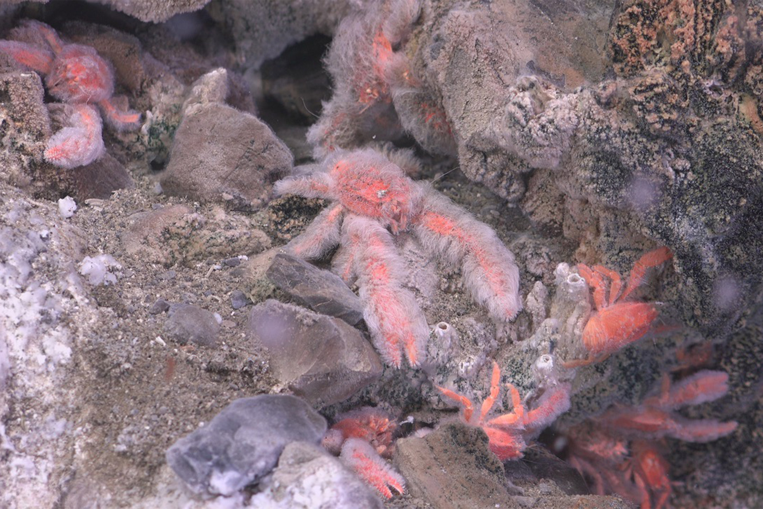 Squat lobster.