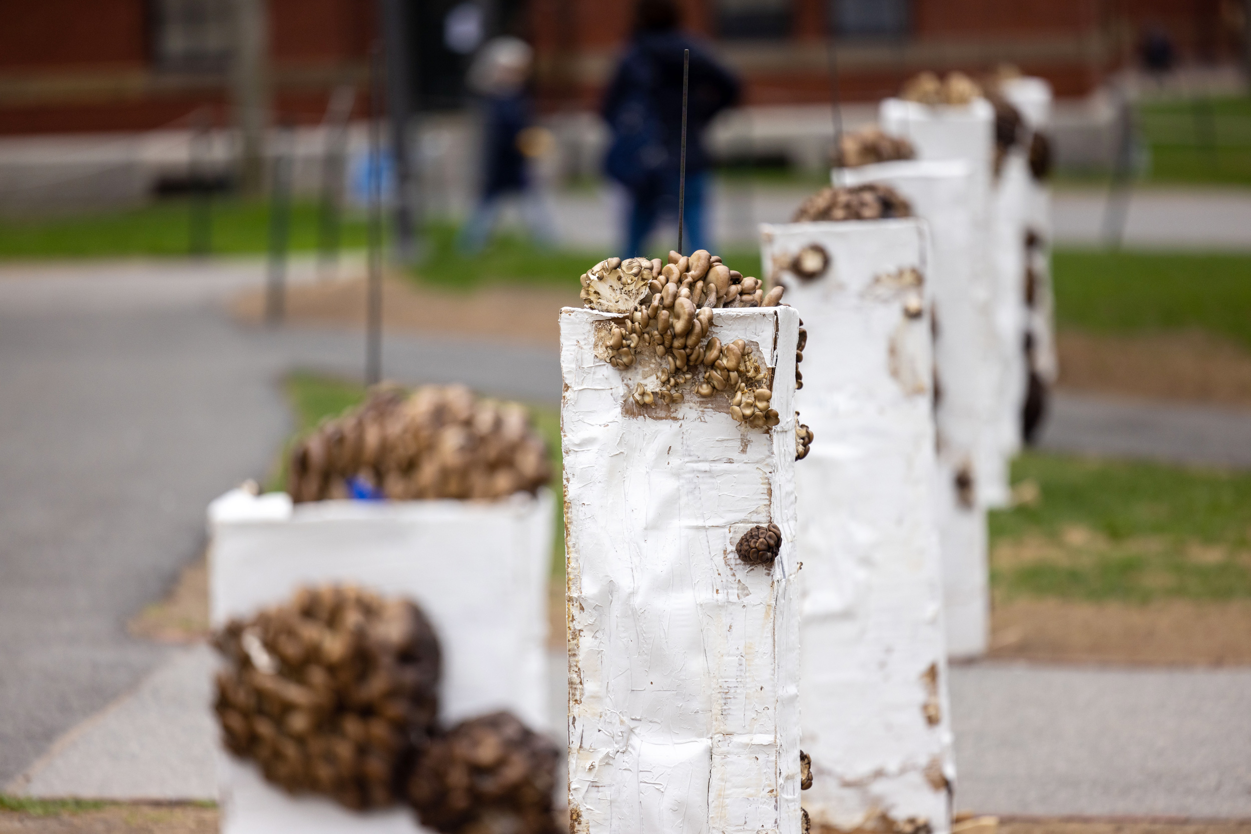 “Fruiting Columns”