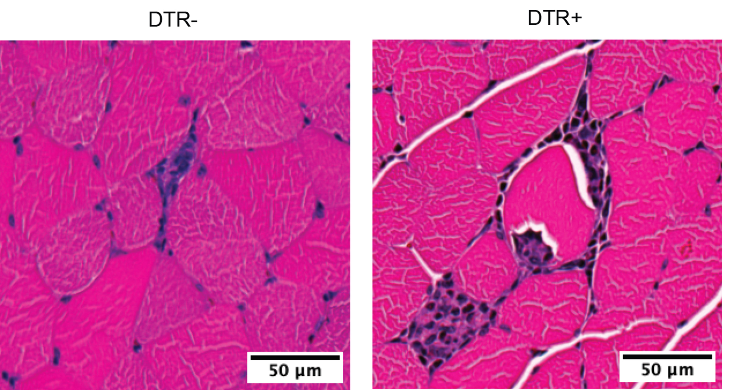 Slide of mice muscles.