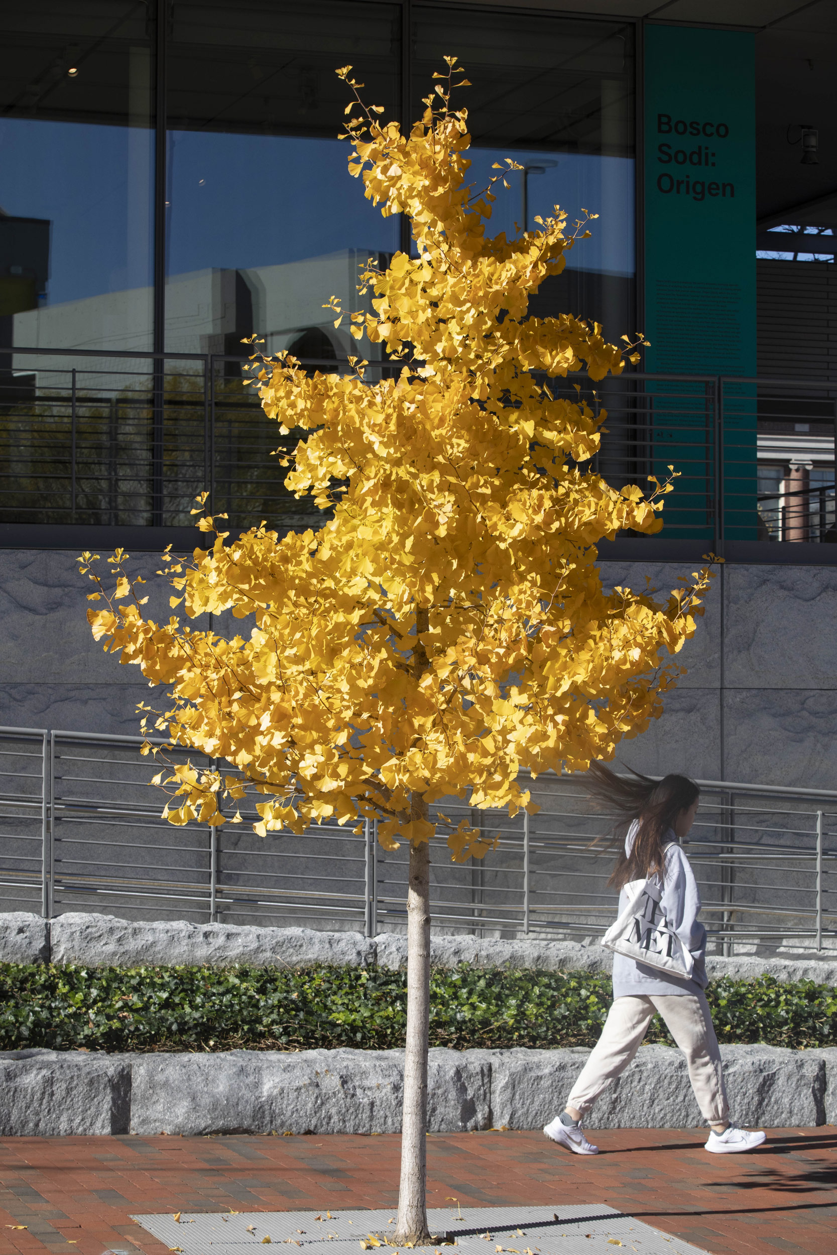 Bright orange foliage ic pictured outside the Art Museums.