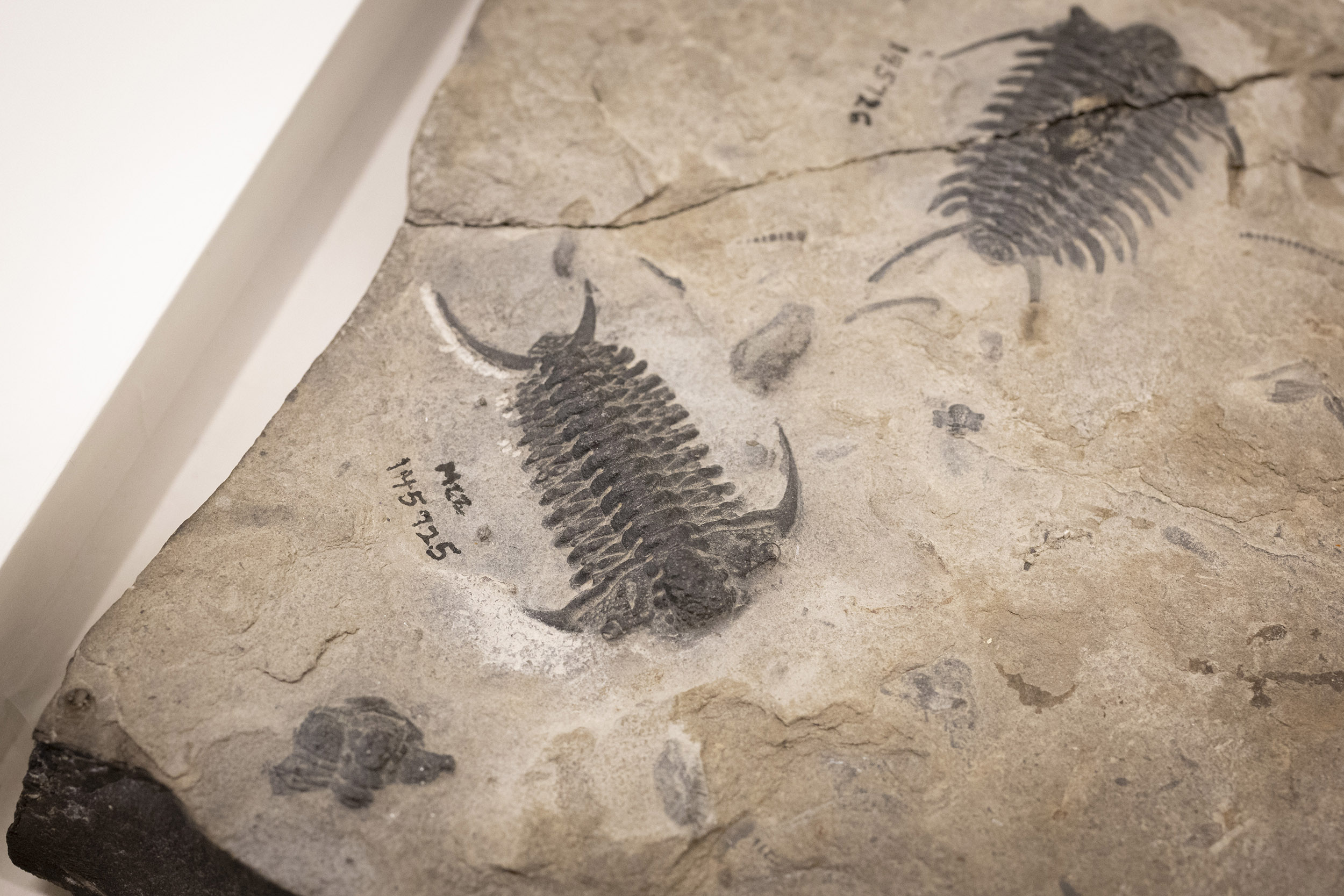 An up close view of a trilobite fossil.