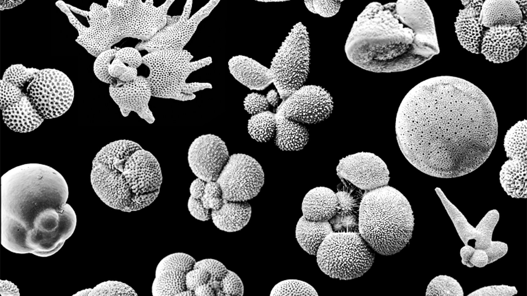 Planktonic foraminifera fossils.