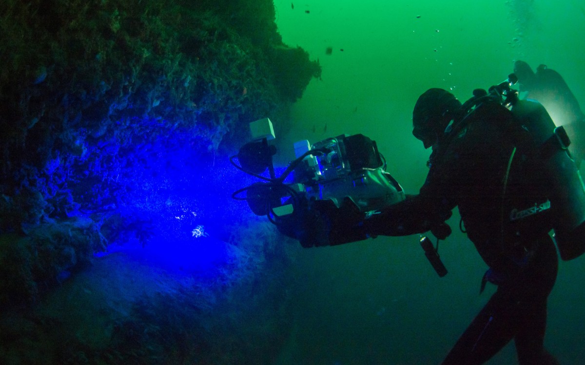 David Gruber films bioflourescence underwater.