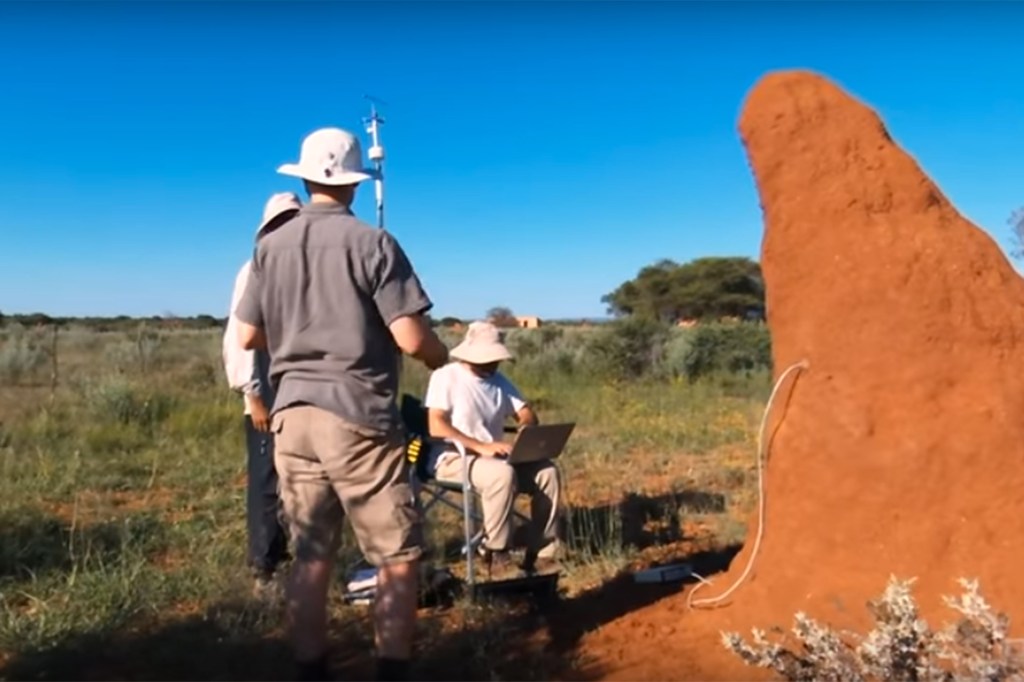 Termite mound