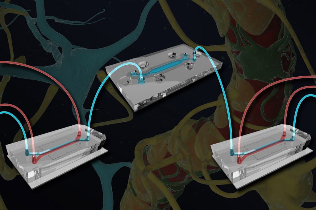 brain-chip-with-blood-vessels