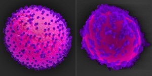 Yeast Molecules