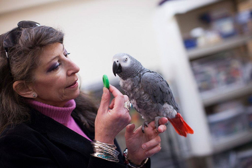 Scientist Irene Pepperberg with African grey parrot, Griffin.