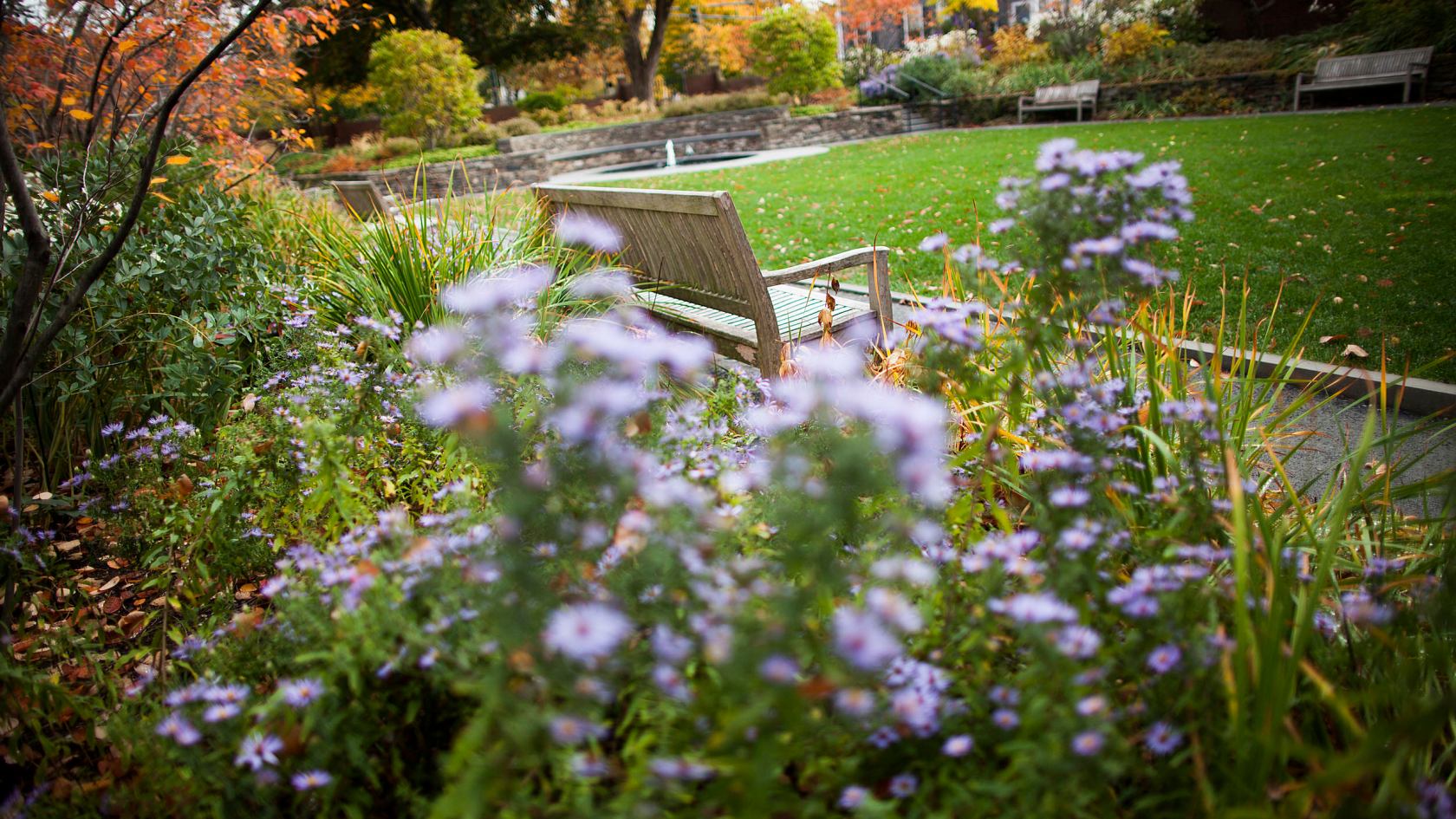 Purple flowers in the Radcliffe gardens.