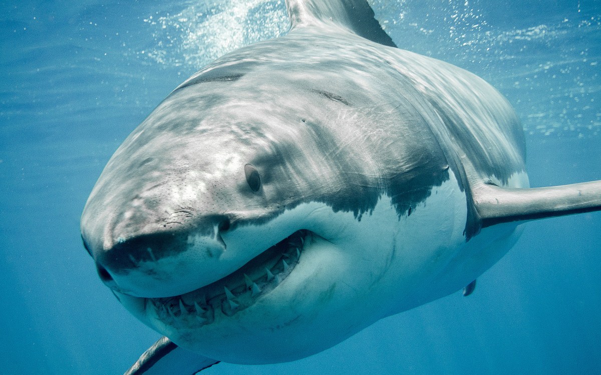 Great white shark.