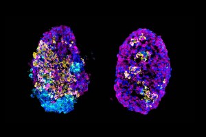 two multicolored cell clusters