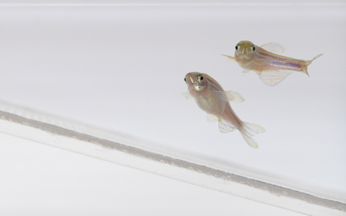 Zebrafish