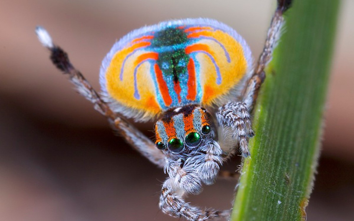 Peacock spider.