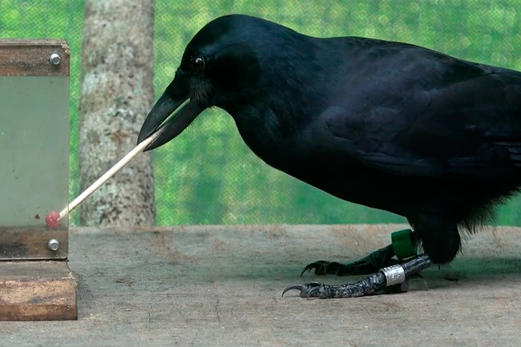 Crow with tool