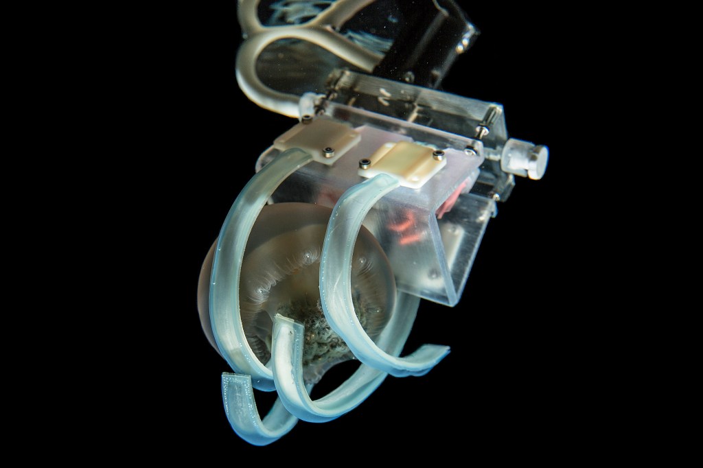 Soft robotic grippers for jellyfish