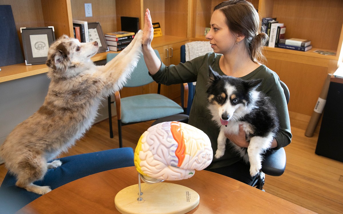 Researcher with two dogs