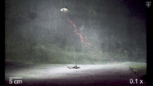 Falling RoboBee