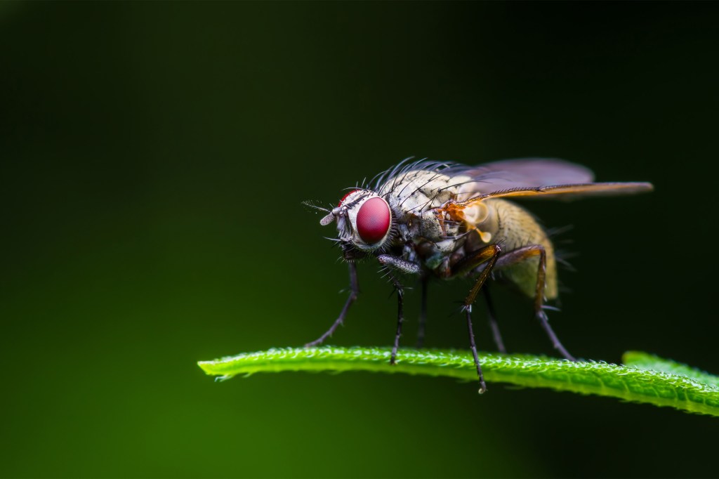 Fruit fly up close.