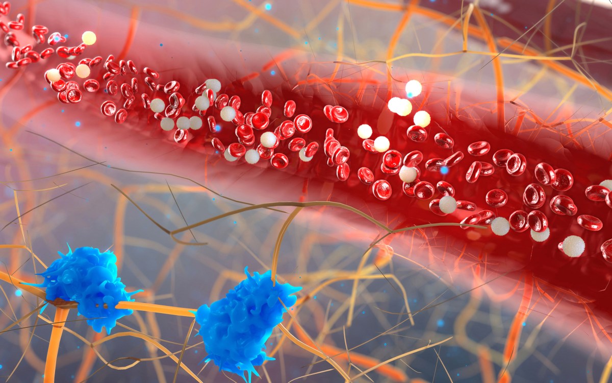 Blood vessel with white blood cells