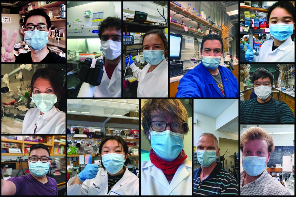 Collage of selfies by masked Harvard researchers back in their labs.