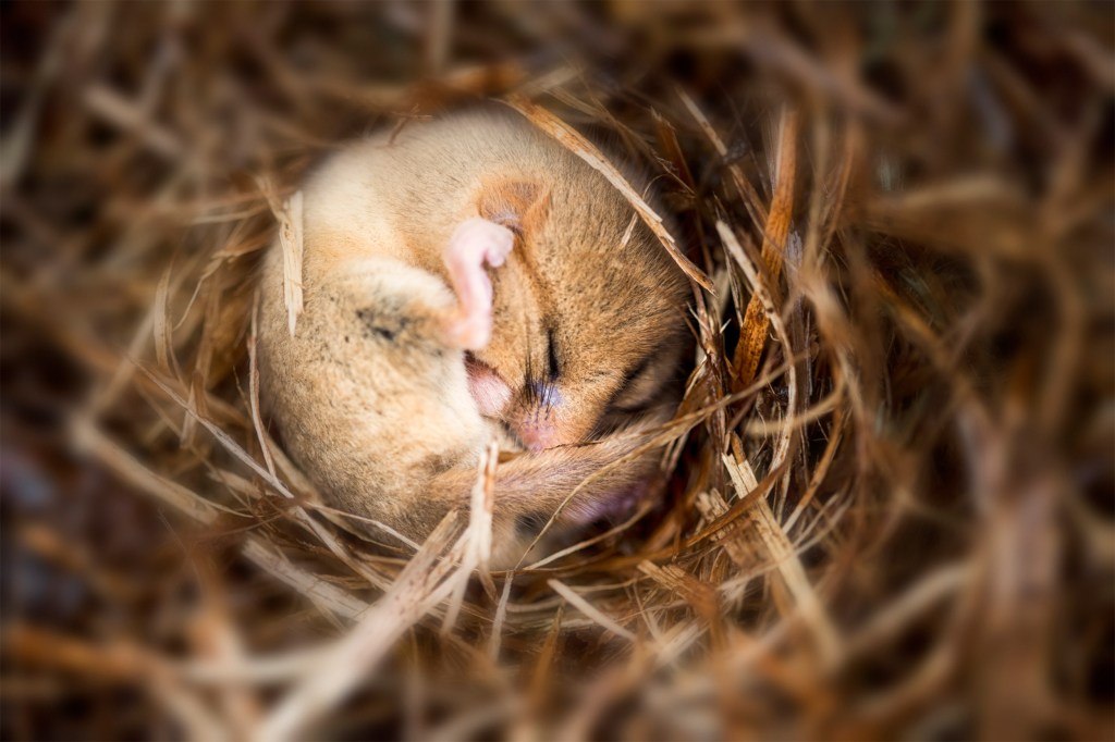 Hibernating dormouse