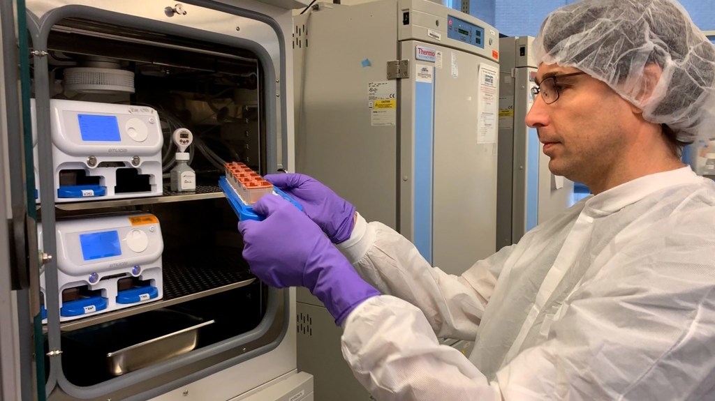 Amir Bein checks a batch of human organ chips in the lab.