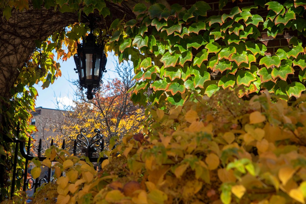 Fall leaves.