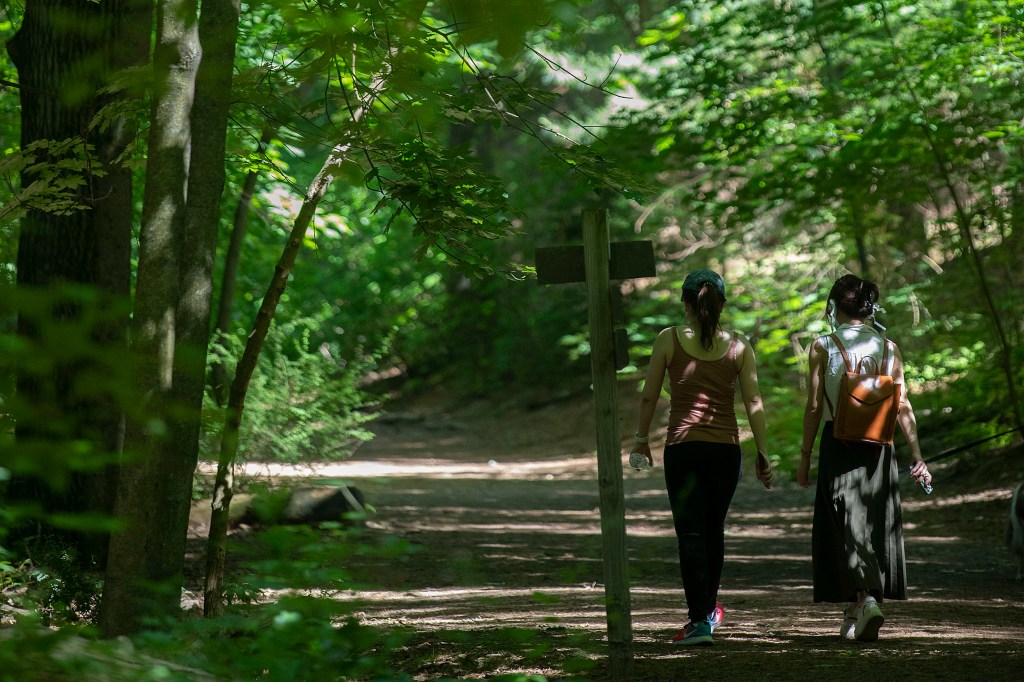 People walking in the forest.