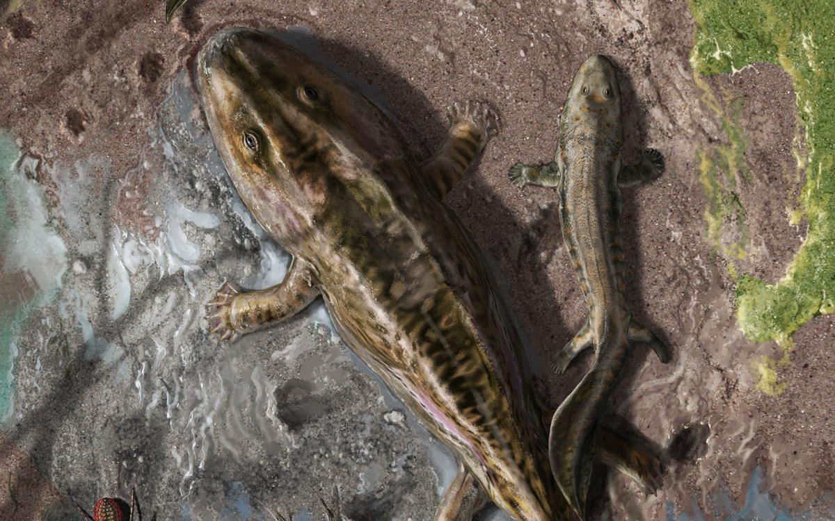 Two Late Devonian early tetrapods illustration.