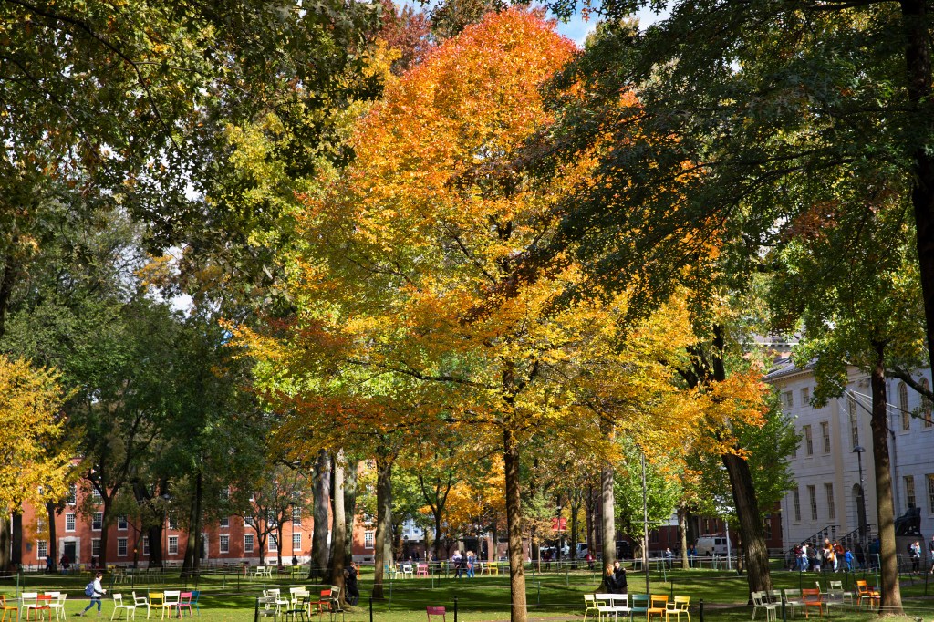 Harvard Yard with chairs.