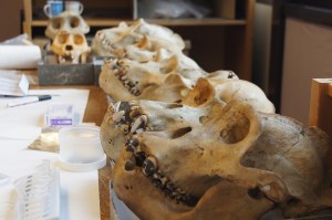 Gorilla skulls.