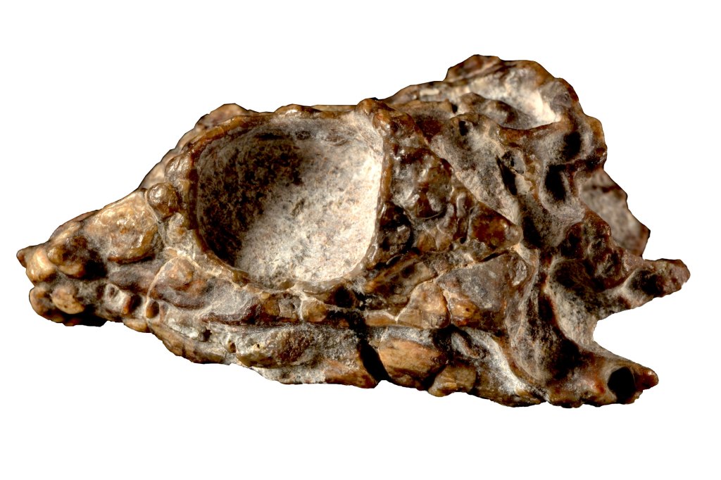 A 231-million-year-old reptile skull.