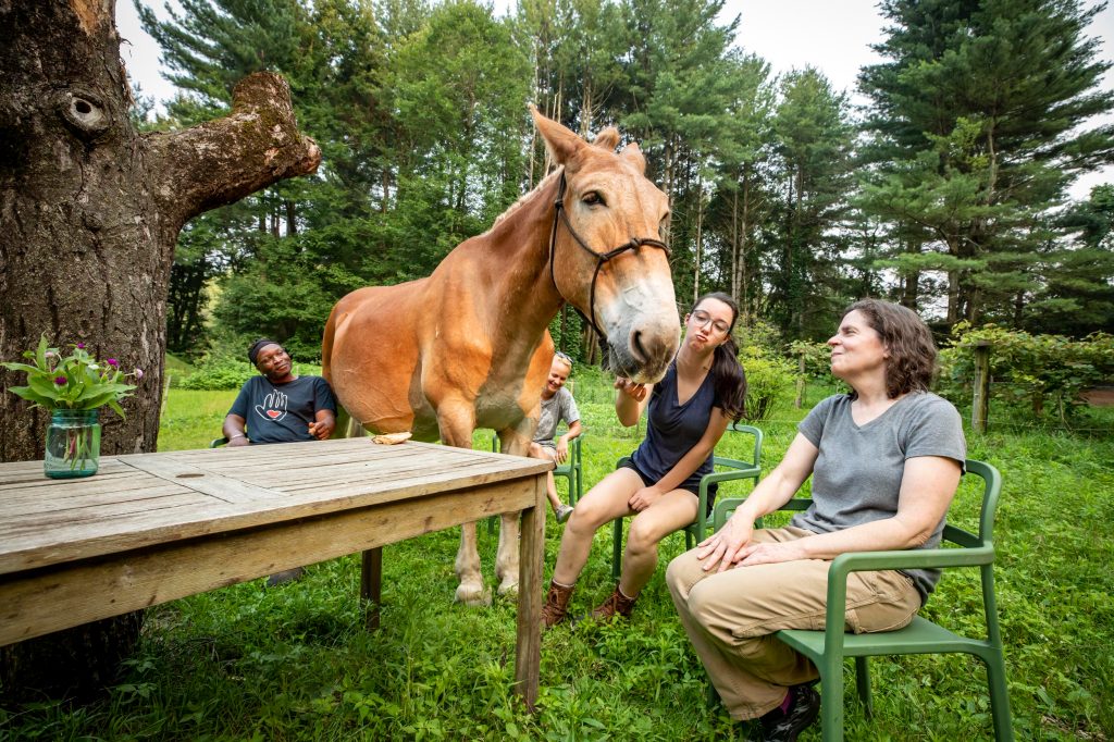 Julie Field and her friends Gee Kiwanuka, Stephanie Tilton and Eleanor Kuchar are pictured with her mule Gulliver.