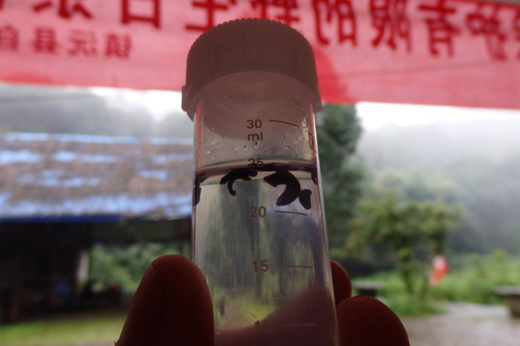 Leeches floating in ethanol in vial