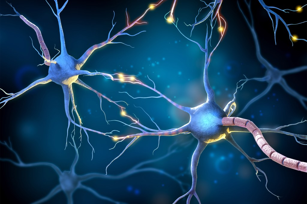 Multipolar neurons network