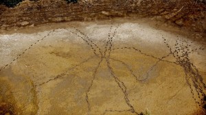 "Dried Pond along the Rio Grande."