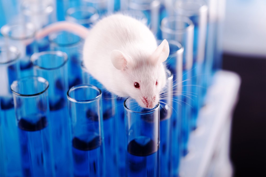 Lab mouse on top of test tubes.