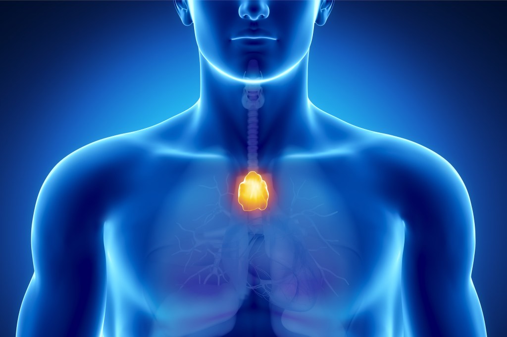 Thymus illustration.