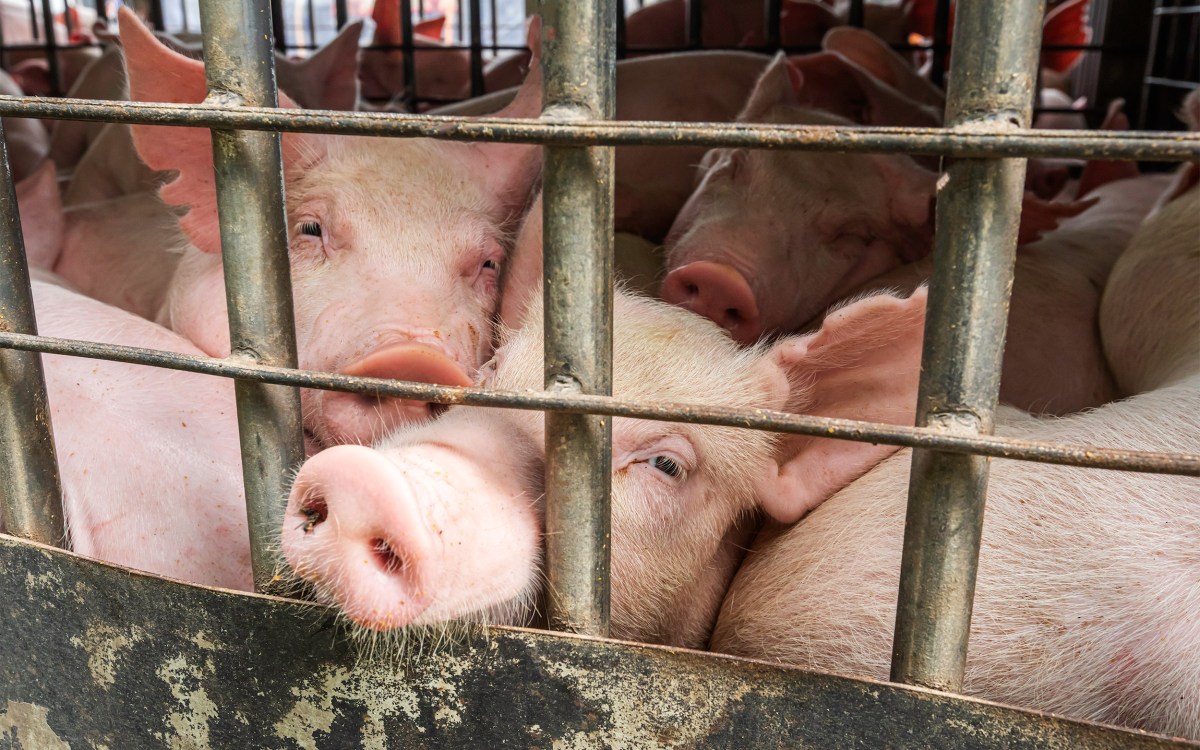 Pigs in a truck for transport to market.