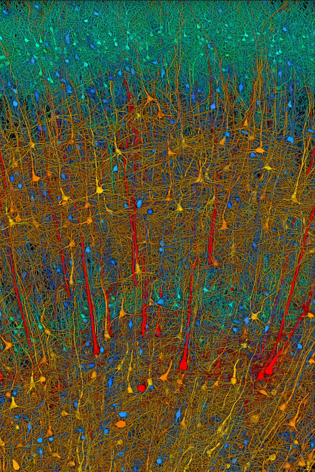 Microscopic image of brain with color-coded cells.