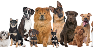 Dogs of varying breeds.