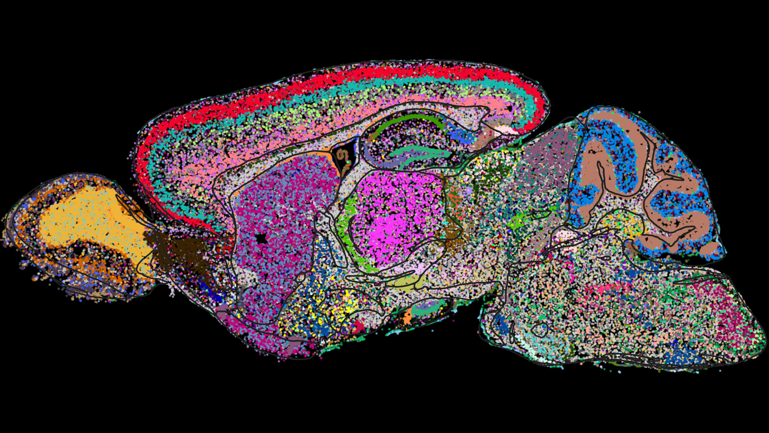 Scientists create first molecular cell atlas of a mammal brain ...