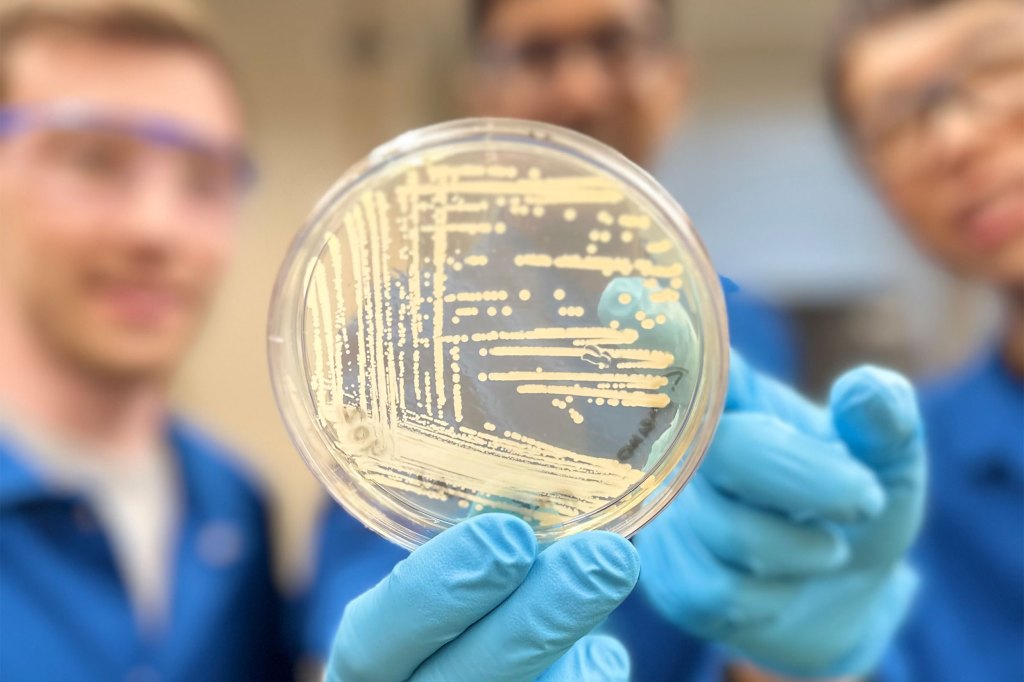 A petri dish containing colonies of Klebsiella pneumoniae bacteria.