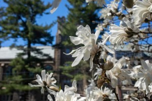 Flowers mark a beautiful spring day on Harvard Divinity School's campus.