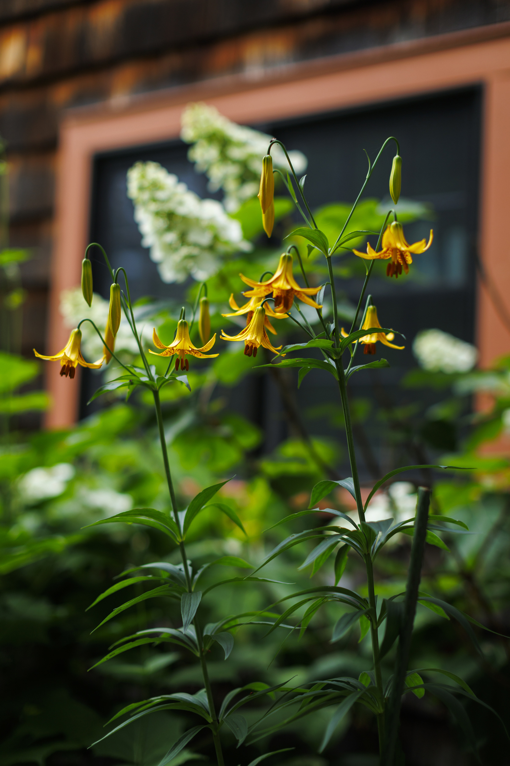 Jamaica Kincaid's home garden is pictured in North Bennington, Vermont.