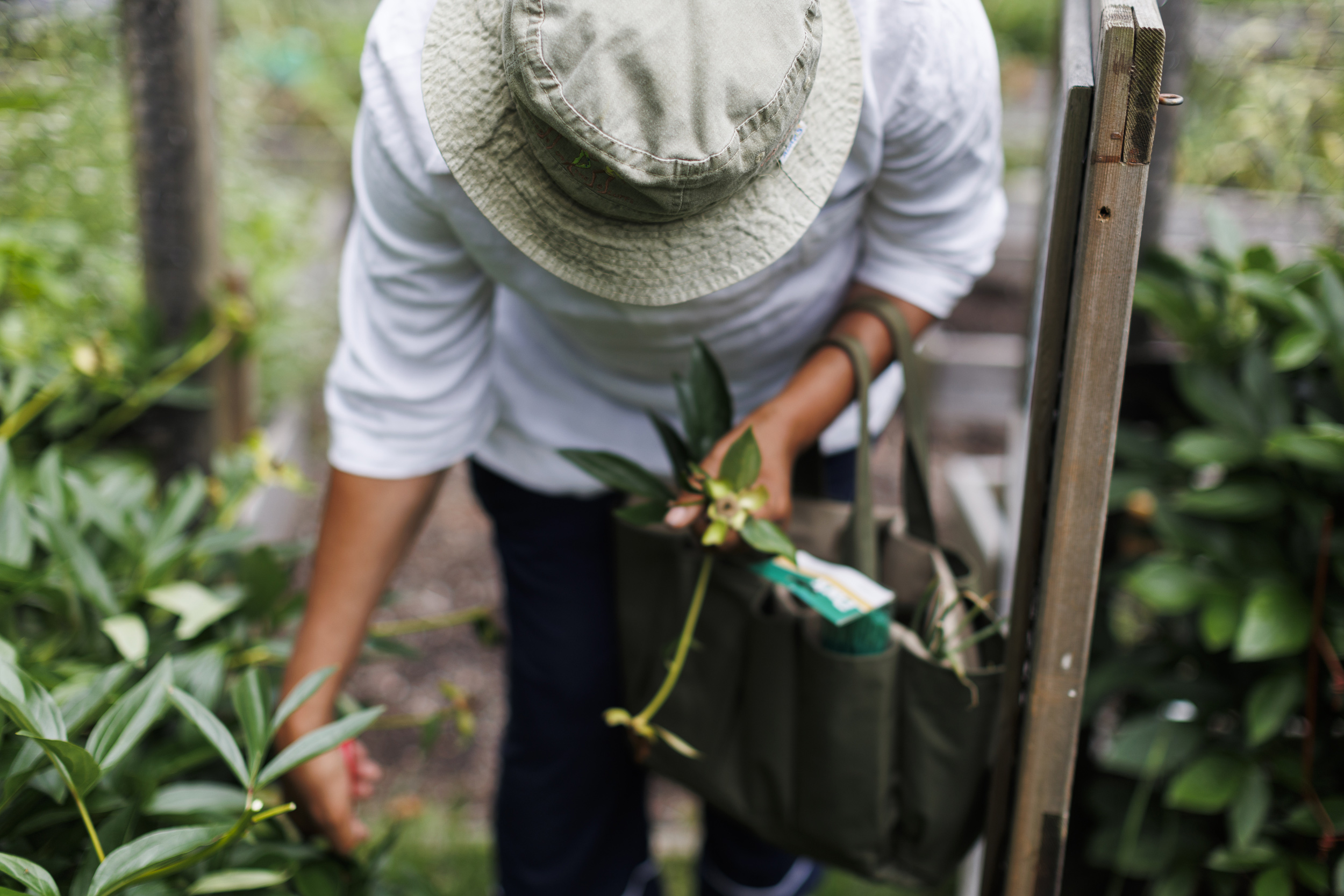 Kincaid picking a leaf off a plant. 