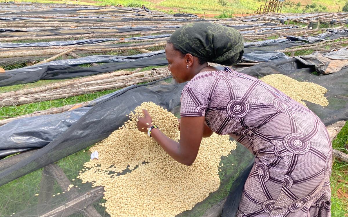 Woman harvesting coffee cherries.