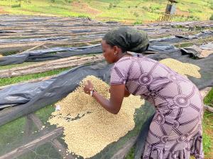 Woman harvesting coffee cherries.